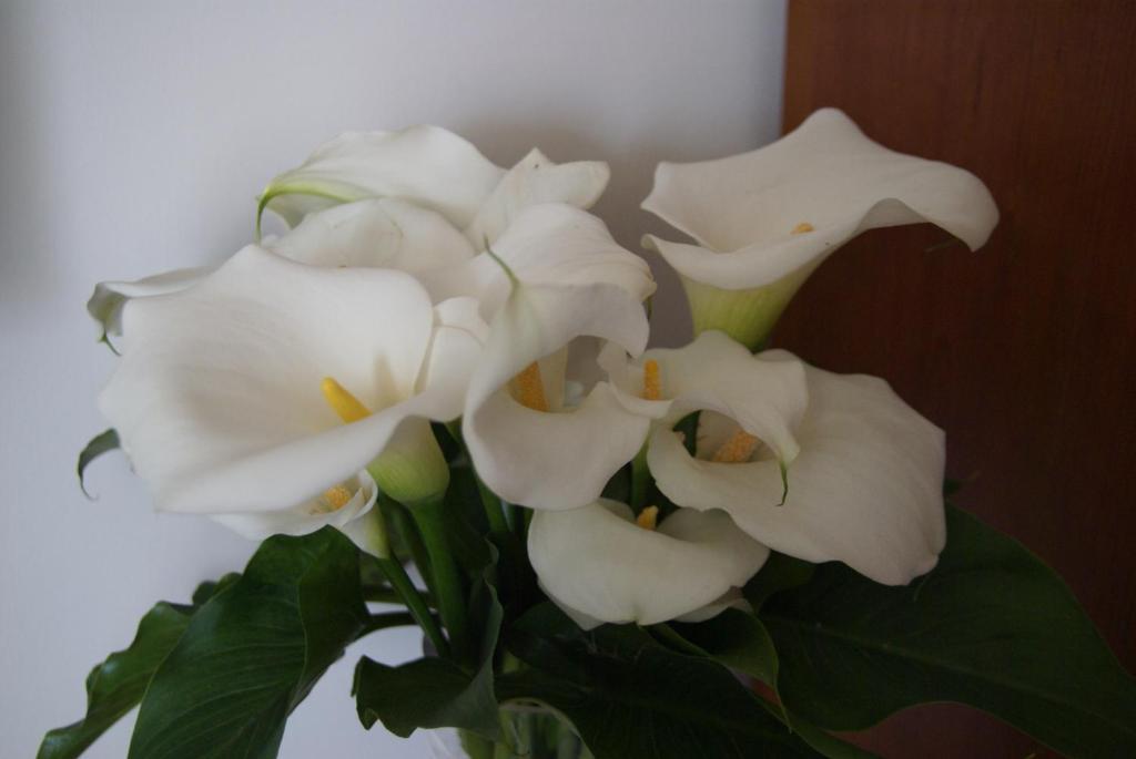 Il Grillo Di Firenze Bed and breakfast